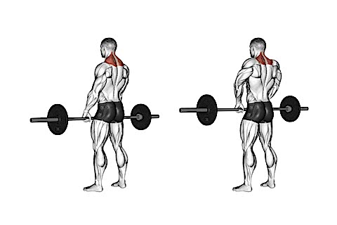 Shrugs Training