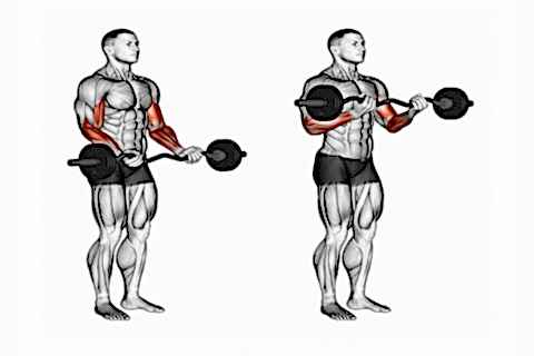 Standing Bicep Bar Curls