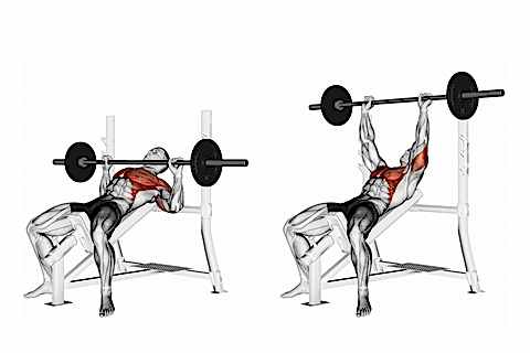Traditional Bench Press